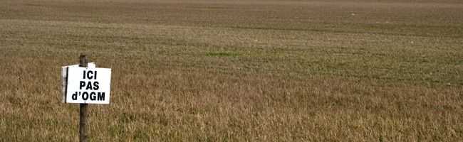 Champ anti-OGM dans l'Yonne, à quelques kilomètres d'Auxerre