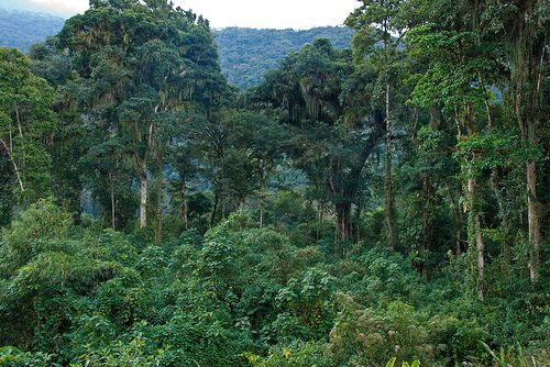 La jungle près de Vilcabamba