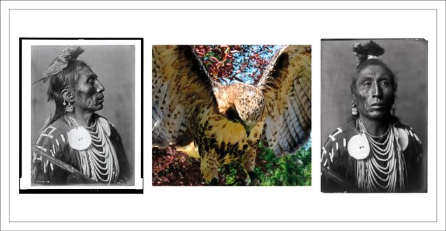 Birds of Prey de Jeff Thomas