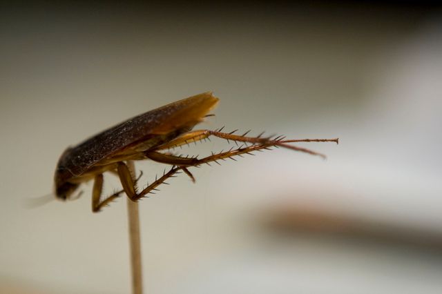 Cafard (Cockroach 3)
