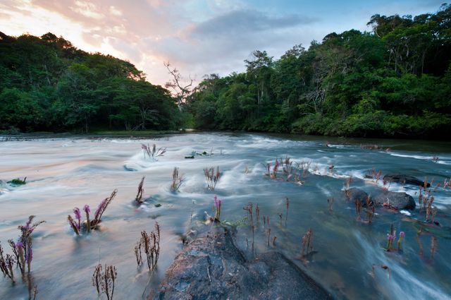 Cascade d'eau dans la forêt guyanaise