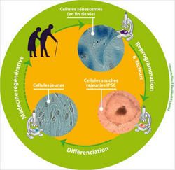 Reprogrammation de cellules sénescentes âgées