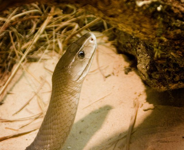 Mamba noir (Black Mamba)