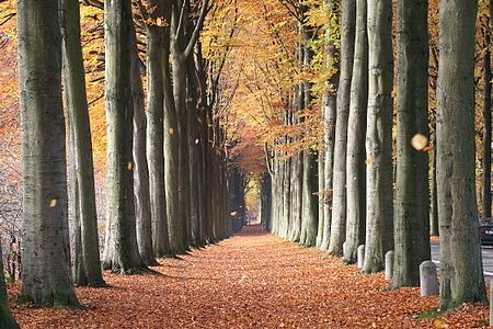 automne