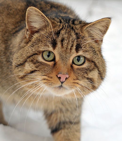 Chat sauvage
