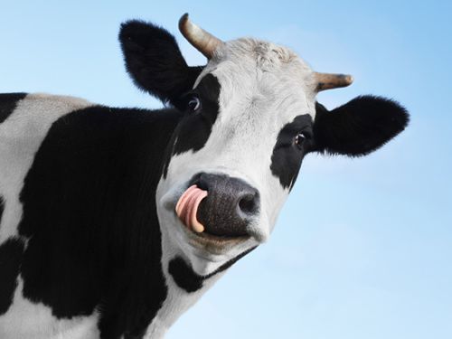 vache