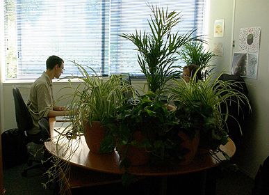 Plantes dépolluantes
