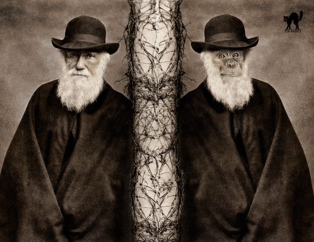 Darwin, l'uomo e la scimmia...