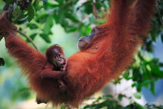 Orang-outan de Sumatra INDONESIE