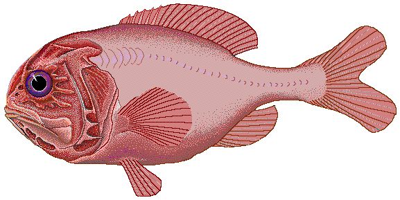 Poisson