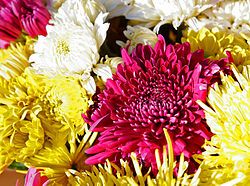 chrysanthème
