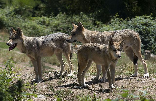 Loups