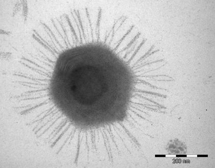 Mimivirus