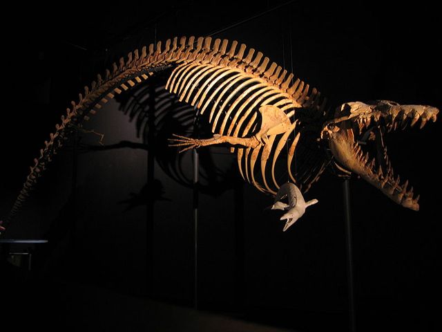 Cynthiacetus