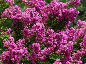 le lilas des Indes