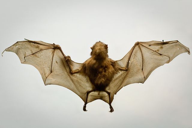 Chauve-souris vampire