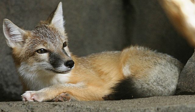 Renard