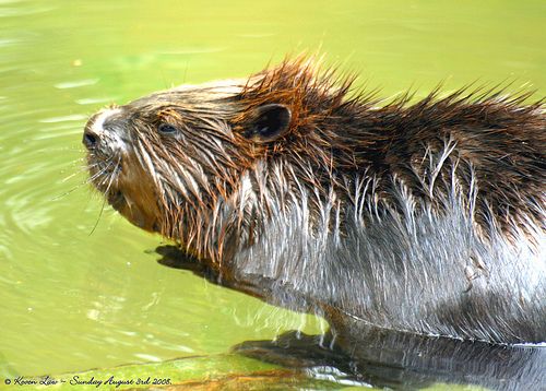 Castor