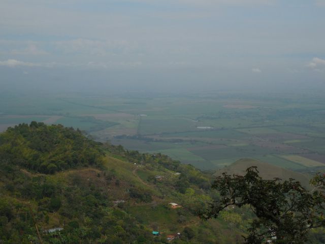 Champs de coca dans la Vallée du Cauca, en Colombie