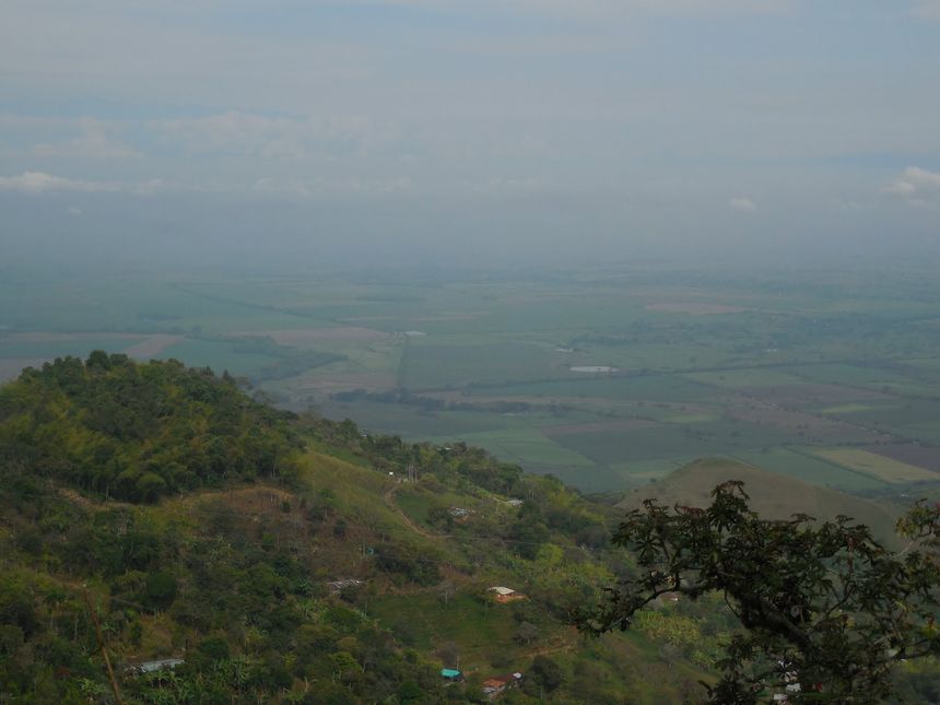 Champs de coca dans la Vallée du Cauca, en Colombie