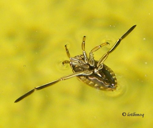 Punaise aquatique