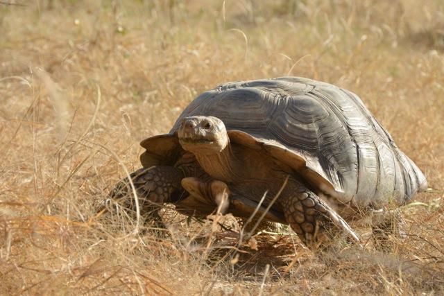 Tortue sulcata