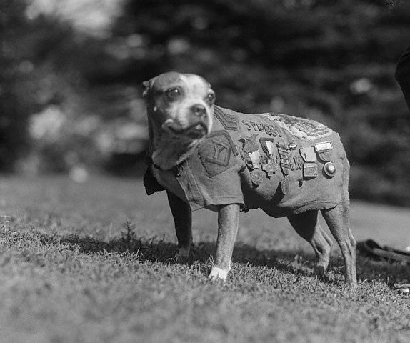 Le sergent Stubby, chien le plus décoré de la première guerre mondiale