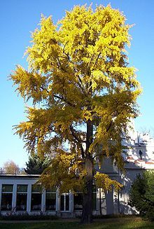Le Ginkgo biloba
