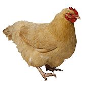 Poule