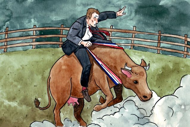 maire vache