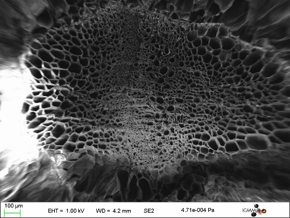 Fenouil (image prise par microscopie électronique à balayage)