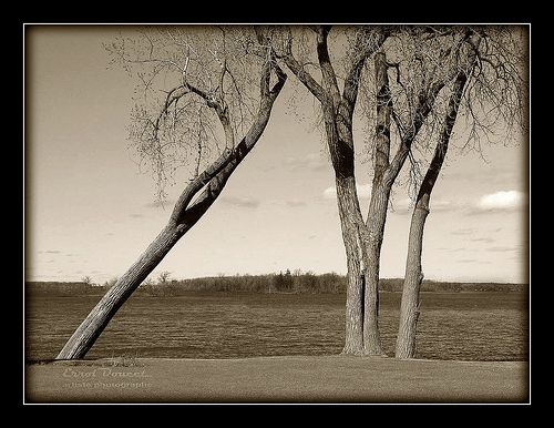 arbre