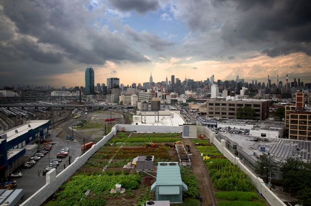 Jardin partage à Brooklyn, New York city