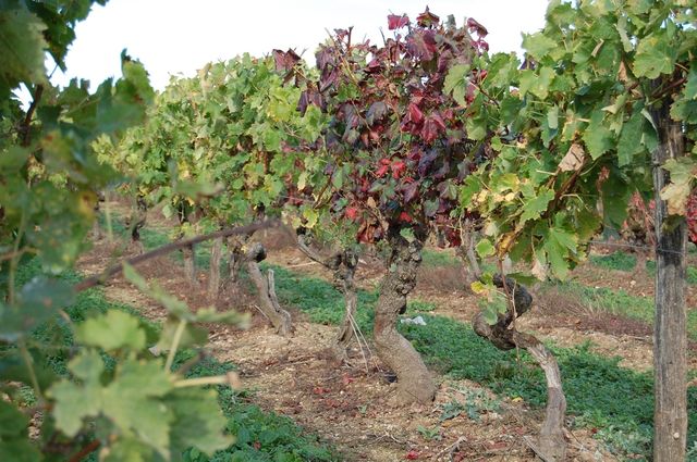 Vignes à Châteaubernard (Charente)