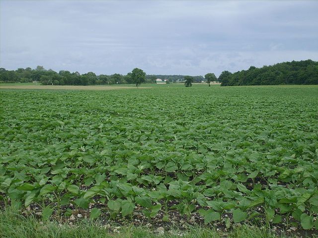 Les marais de l'Aubat