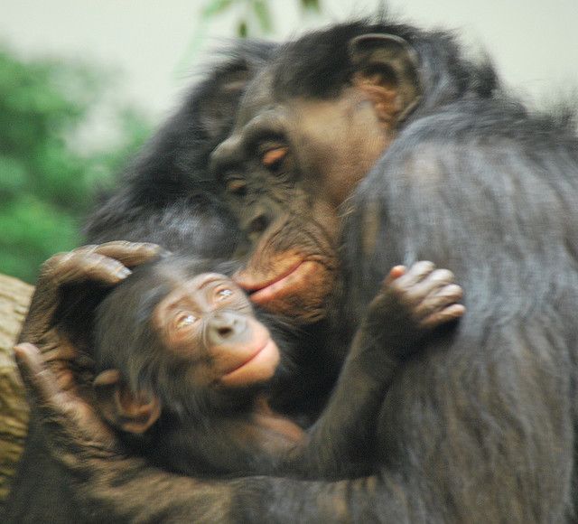 Bonobo