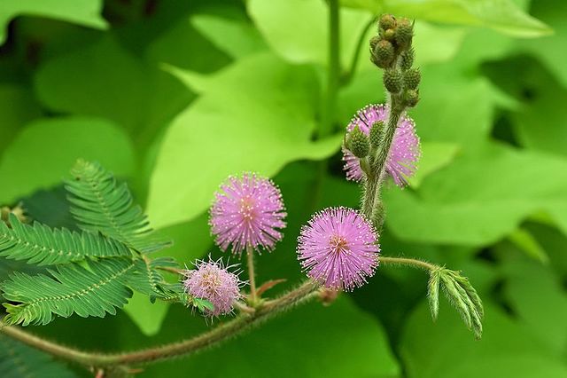 mimosa