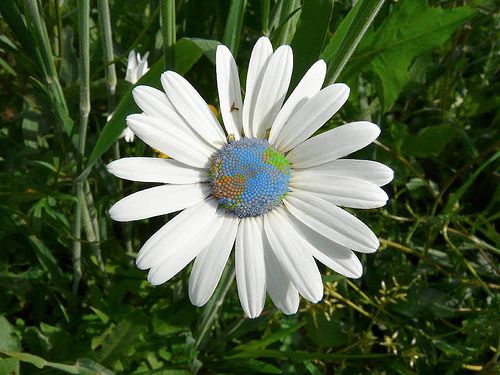 marguerite OGM