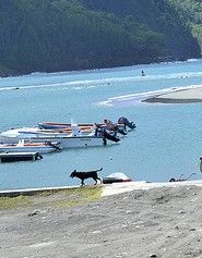 Chien Martinique