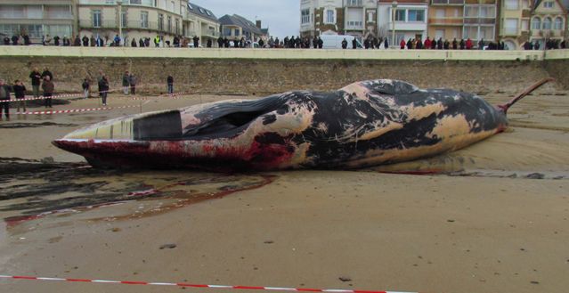 Une baleine échouée aux Sables d'Olonne