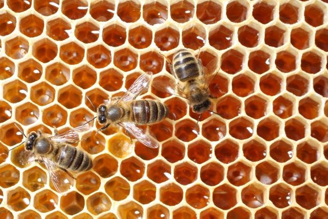 abeilles