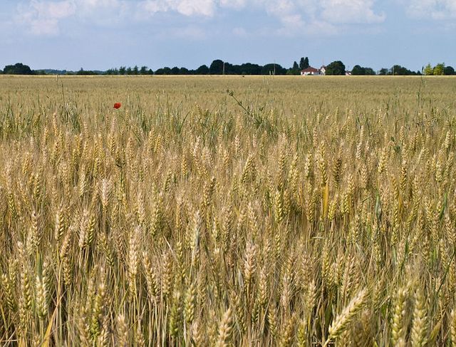 champ de blé