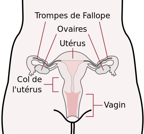 Appareil reproducteur féminin