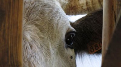 Mon collègue l'animal