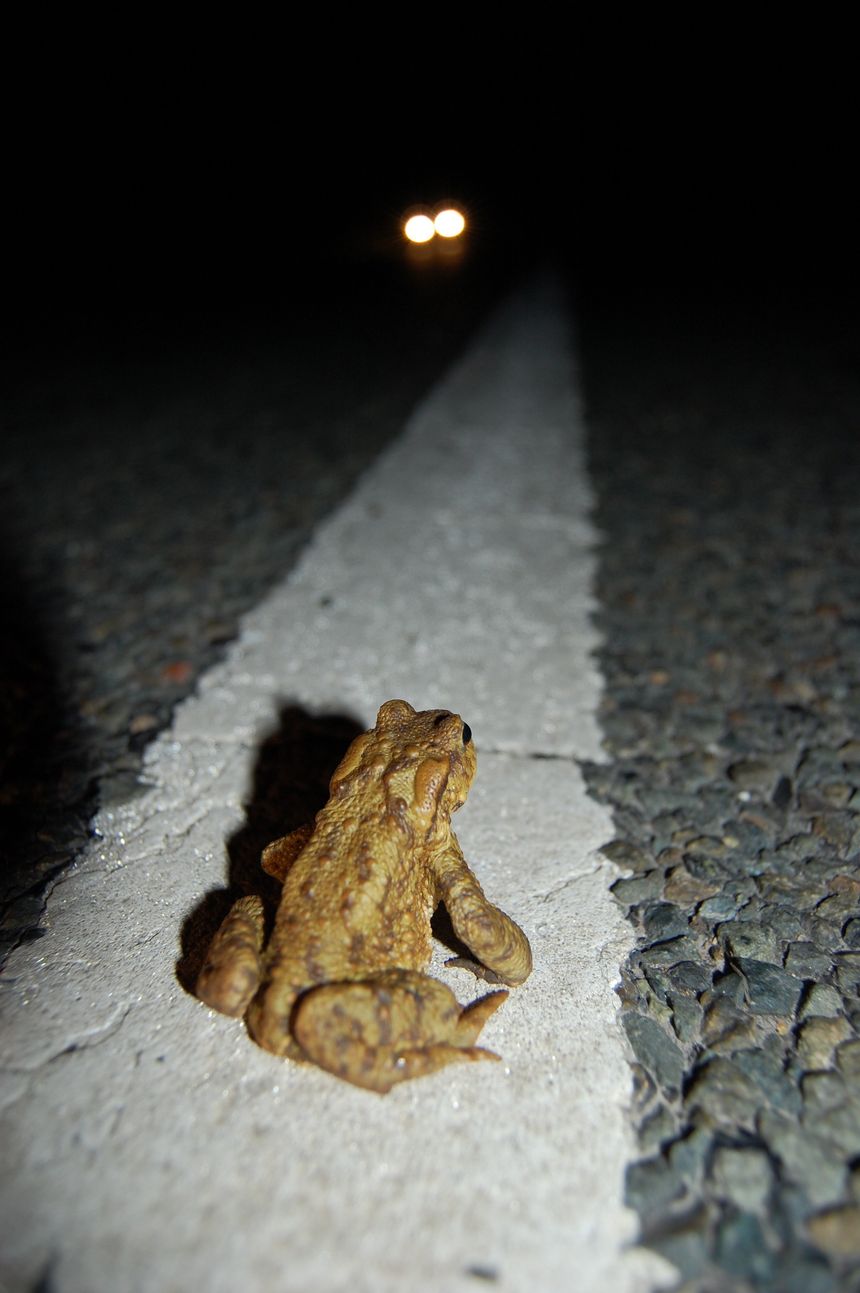 Crapaud / routes