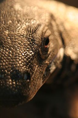 Dragon de Komodo