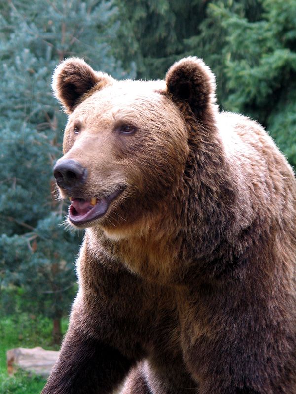 ours brun