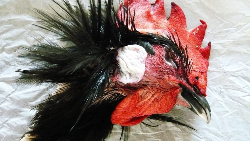 Coq Barbézieux