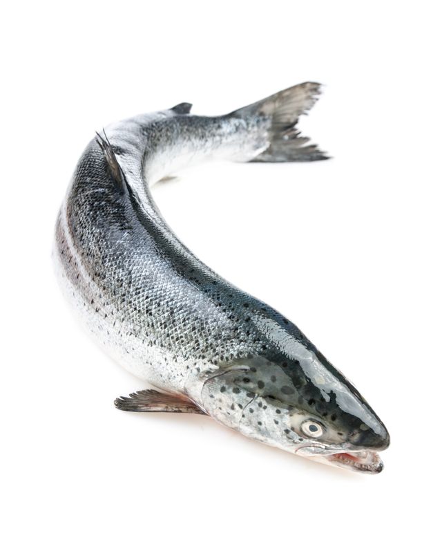Saumon