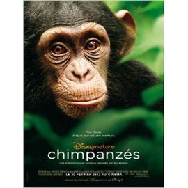 chimpanzes